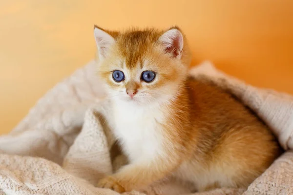 Британский Золотой Шиншилльский Котёнок Лежит Одеяле — стоковое фото