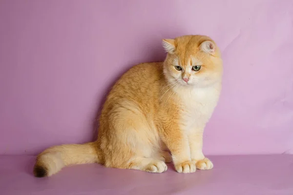 ピンクの背景の近くに英国の黄金のチンチラ猫 — ストック写真