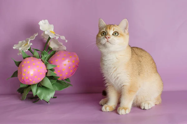 분홍색 배경에 꽃송이 근처에 금빛치 고양이 — 스톡 사진