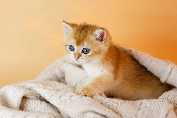 Britânico Dourado Chinchila Gatinho Que Coloca Cobertor — Fotografia de Stock