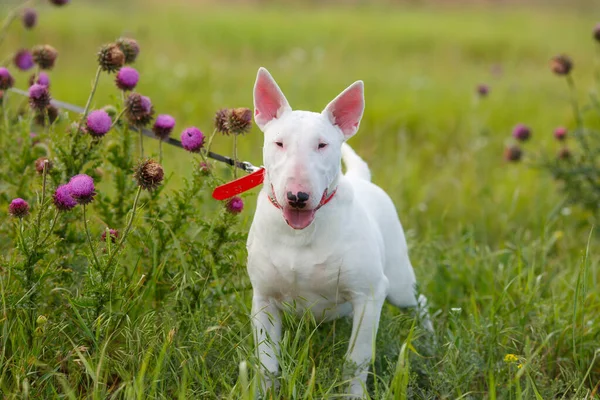 野生の牧草地でのブルテリア犬 — ストック写真