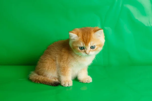 Cute Small Kittens British Golden Breed Chinchilla Sits Green Background — Stock Photo, Image