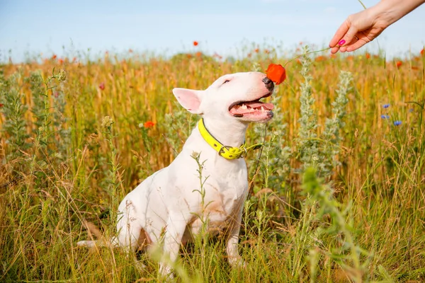 Bull Terrier Hund Vild Äng — Stockfoto