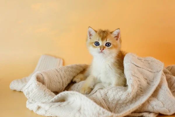 Brits Gouden Chinchilla Kitten Deken — Stockfoto