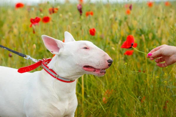 Vahşi Çayırda Boğa Teriyeri Köpeği — Stok fotoğraf