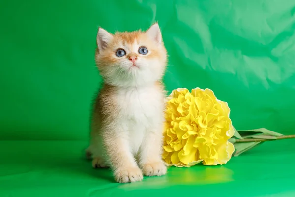 Cute Small Kittens British Golden Breed Chinchilla Sits Green Background — Stock Photo, Image