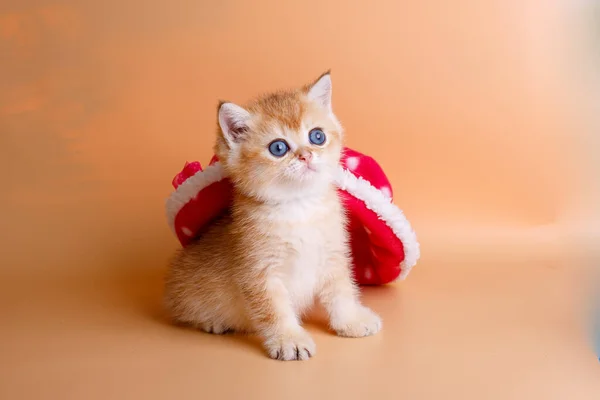 British Golden Chinchilla Kitten Red Hat — Stock Photo, Image