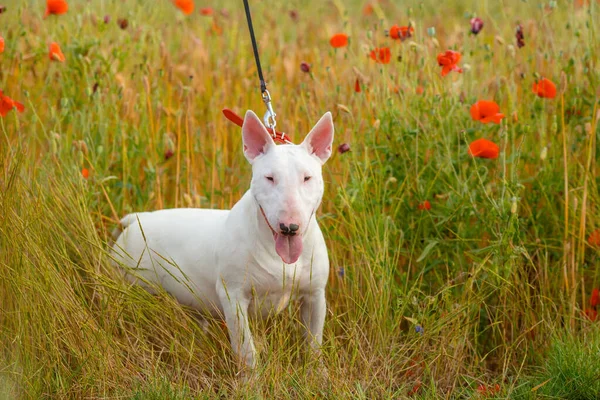 Vahşi Çayırda Boğa Teriyeri Köpeği — Stok fotoğraf