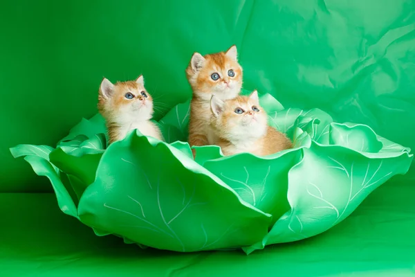 Cute Small Kittens British Golden Breed Chinchilla Sits Cabbage Decor — Stock Photo, Image