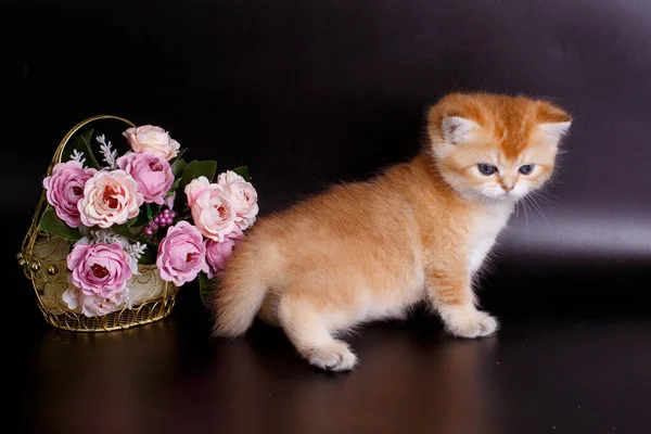 British golden chinchilla  kitten near flower decor