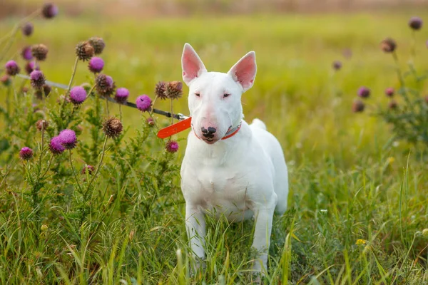 Bull Terrier Kutya Vad Réten — Stock Fotó