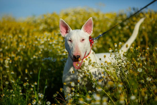 Bull Terrier Perro Prado Salvaje — Foto de Stock