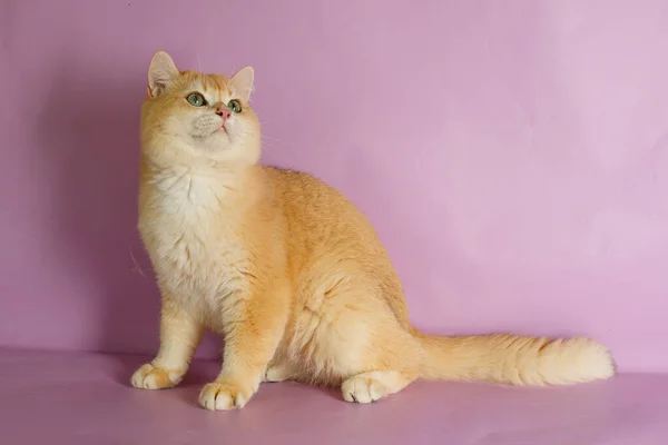 British Golden Chinchilla Cat Pink Background — Stock Photo, Image