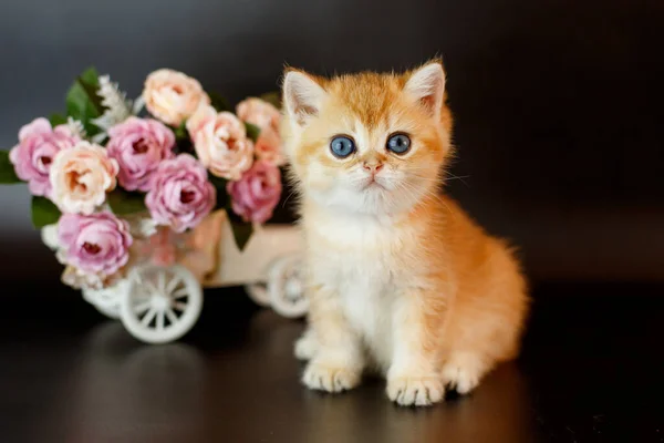 British Golden Chinchilla Gatito Cerca Decoración Flores —  Fotos de Stock