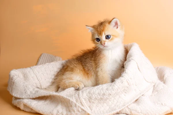 Britânico Dourado Chinchila Gatinho Que Coloca Cobertor — Fotografia de Stock