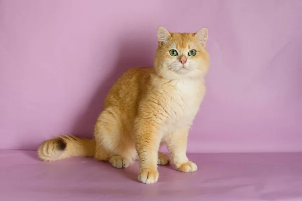 British Golden Chinchilla Cat Pink Background — Stock Photo, Image