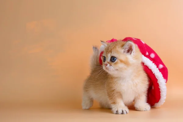 Britannico Gattino Cincilla Oro Sotto Cappello Rosso — Foto Stock