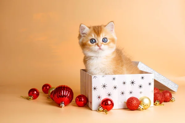 British chinchilla Golden kitten sitting in a box Christmas decor