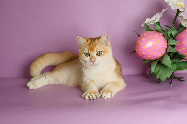 Británico Dorado Chinchilla Gato Cerca Flor Decoración Rosa Fondo — Foto de Stock