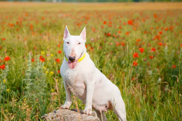 Bull Terrier Kutya Vad Réten — Stock Fotó