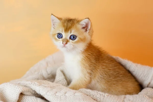 Británico Oro Chinchilla Gatito Puesta Manta — Foto de Stock