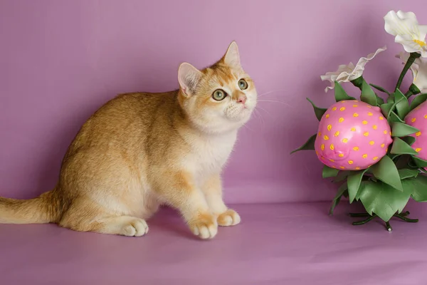 British Golden Chinchilla Cat Flower Decor Pink Background — Stock Photo, Image