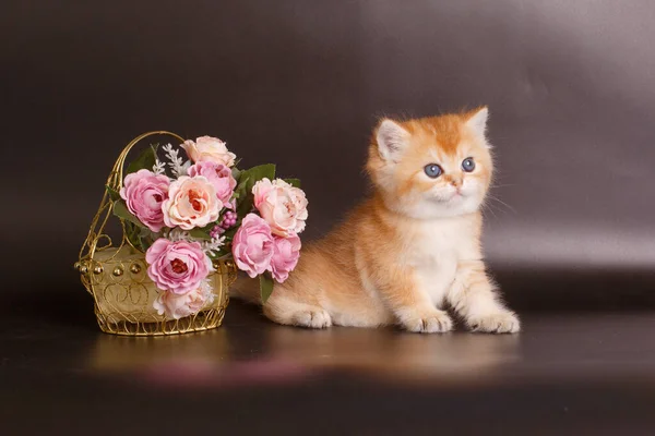 Britse Gouden Chinchilla Kitten Buurt Van Bloem Decor — Stockfoto