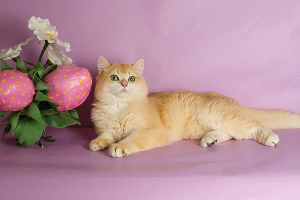 British Golden Chinchilla Cat Flower Decor Pink Background — Stock Photo, Image