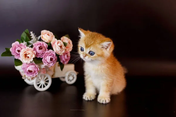 British Golden Chinchilla Gatito Cerca Decoración Flores —  Fotos de Stock