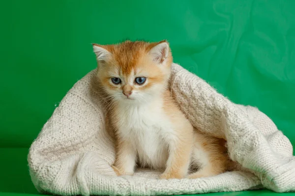 Söt Liten Kattunge Färgad Bakgrund — Stockfoto