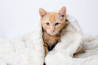 Zencefilli rakun yavrusu battaniyenin içinde yatıyor. 