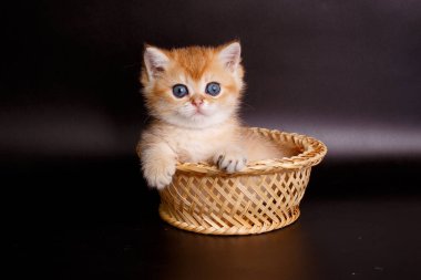 İngiliz altın çinçilya kedisi sepette 
