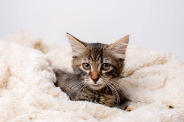 Gri maine rakunu yavrusu battaniyenin içinde yatıyor 