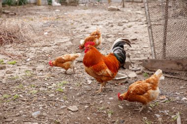Köydeki özel bir çiftlikte tavuklar
