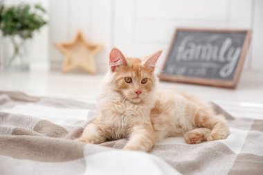 Şirin kedi evde yatakta yatıyor.