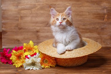 Şirin zencefilli rakun yavrusu şapkasının içinde çiçeklerle oturuyor.