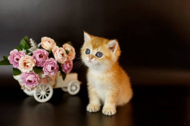 Küçük sevimli kedi yavrusu İngiliz altın çinçillası masanın üstünde vazonun yanında. 