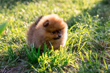 Pomeranya köpekleri çimlerin üzerinde