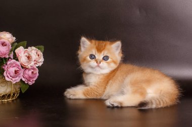 Küçük sevimli kedi yavrusu İngiliz altın çinçillası masanın üstünde vazonun yanında. 