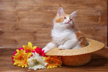 Şirin zencefilli rakun yavrusu şapkasının içinde çiçeklerle oturuyor.