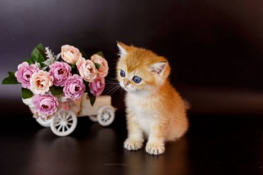 Küçük sevimli kedi yavrusu İngiliz altın çinçillası masanın üstünde vazonun yanında. 