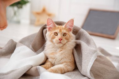 Battaniyeyle kaplanmış kırmızı kedi. Kızıl Kedi Maine Rakunu