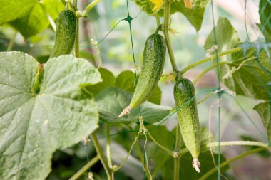 Küçük bir serada salatalık hasadı. Salatalık meyveleri yetişir ve hasat için hazırdır. Salatalık çeşitliliği, sebze tırmanışı, serada yetişmek için uygun..