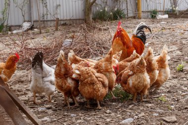 Köydeki özel bir çiftlikte tavuklar