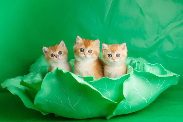Ngiliz Altın Çağı Ndan Küçük Kedicikler — Stok fotoğraf
