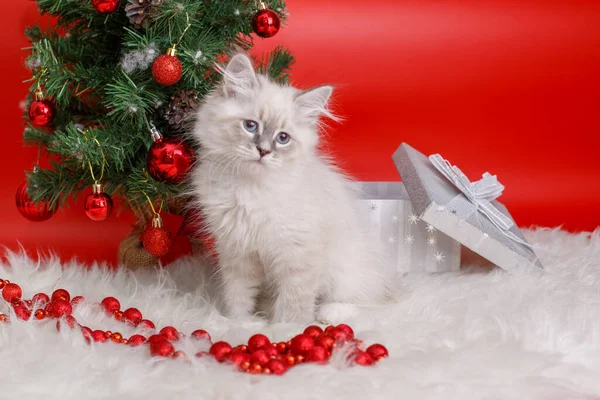 Fofo Gatinho Cinza Fundo Vermelho Árvore Natal Fundo Ano Novo — Fotografia de Stock