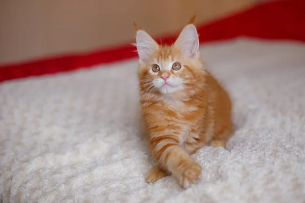 Niedliche Rote Katze Liegt Auf Dem Bett — Stockfoto