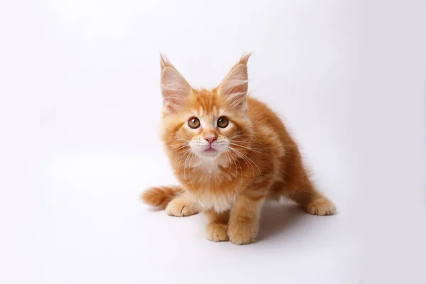 Close Red White Cat Maine Coon — Stock Photo, Image