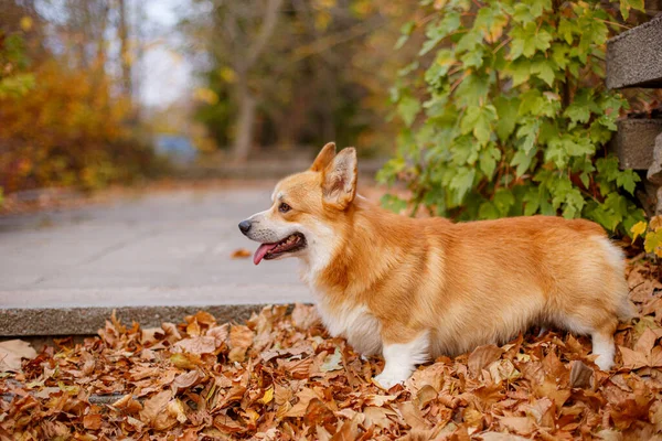 Ουαλός Σκύλος Corgi Φθινόπωρο Στο Πάρκο — Φωτογραφία Αρχείου