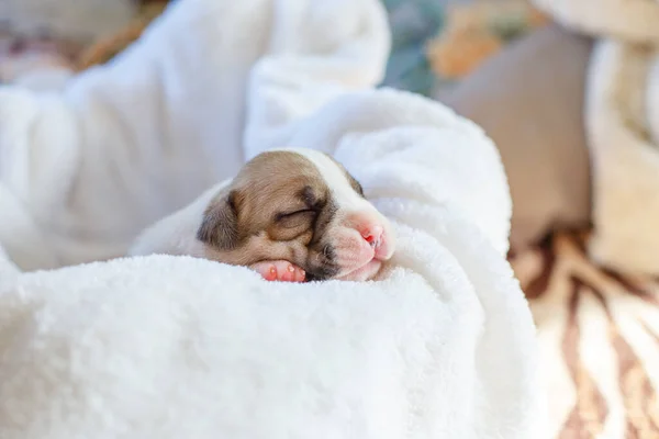 Cachorros Cegos Recém Nascidos Jazem Cobertor Uma Cesta — Fotografia de Stock